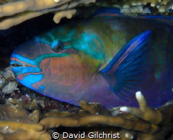 A bulletheaded Parrotfish makes itself comfortable at nig... by David Gilchrist 